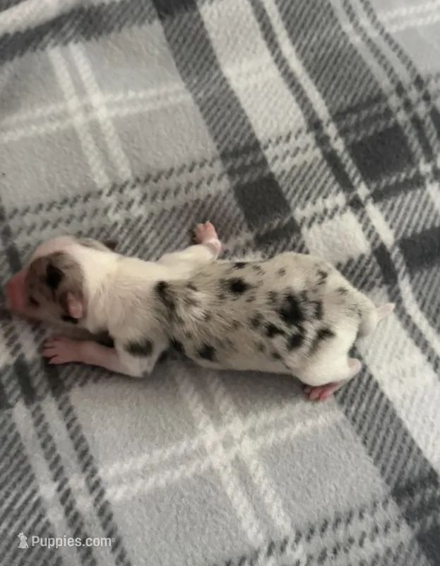 Stella – Pomeranian puppy for sale in Winter Haven, FL