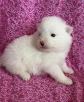 Ana, a female Pomeranian for sale in Winter Haven, FL – 1 of 10