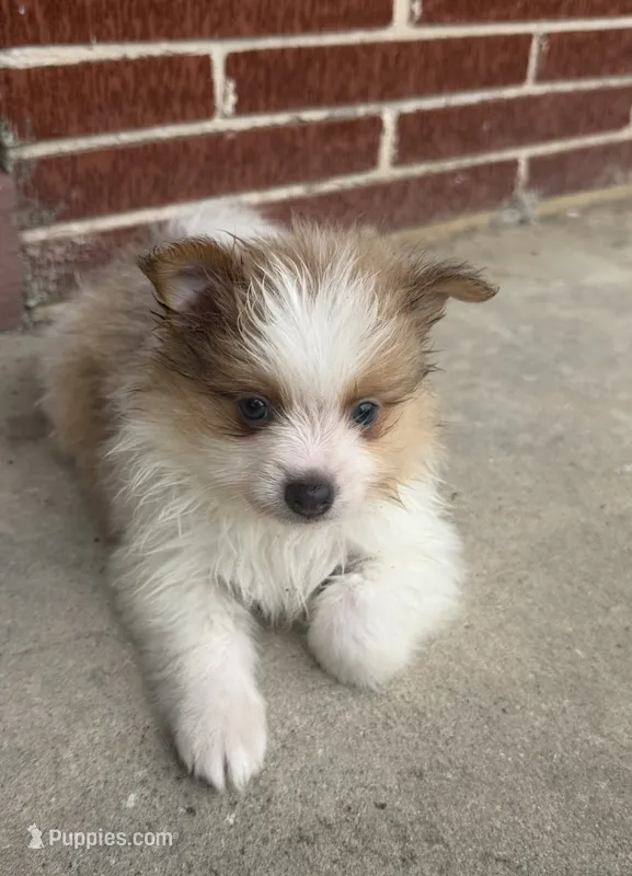 Mila – Pomeranian puppy for sale in Winter Haven, FL
