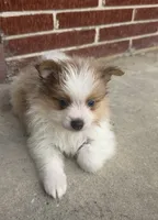 Mila, a female Pomeranian for sale in Winter Haven, FL – 1 of 10