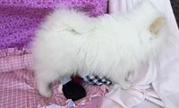Ana, a female Pomeranian for sale in Winter Haven, FL – 7 of 10