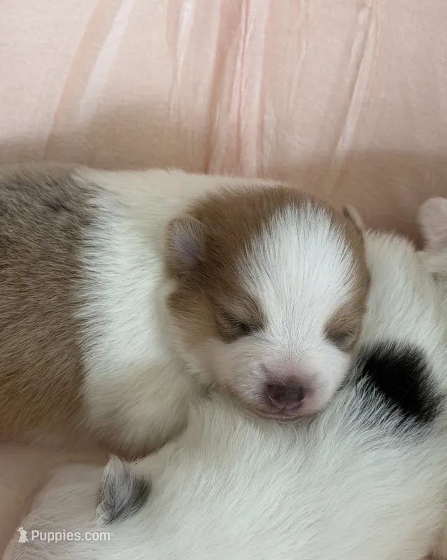 Mila – Pomeranian puppy for sale in Winter Haven, FL