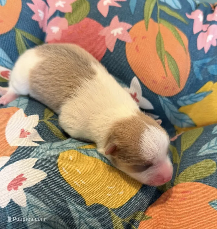 Mila – Pomeranian puppy for sale in Winter Haven, FL