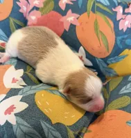 Mila, a female Pomeranian for sale in Winter Haven, FL – 1 of 4