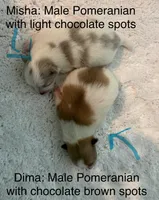 Dima, a male Pomeranian for sale in Winter Haven, FL – 7 of 10