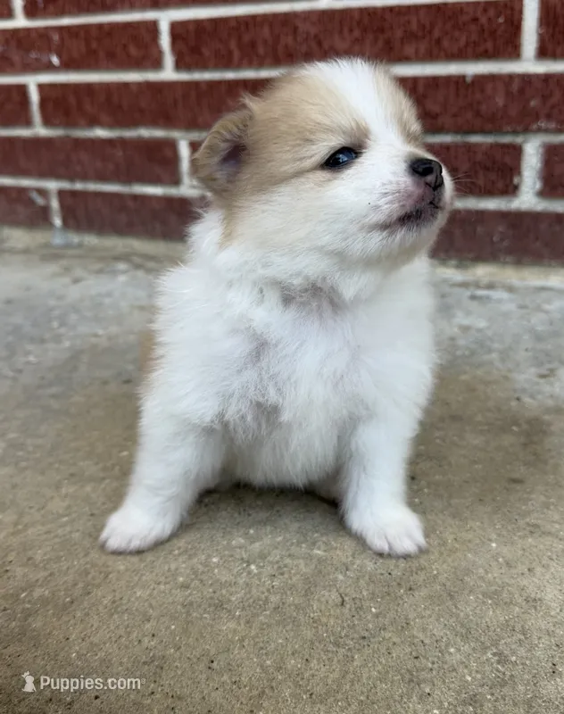 Dima – Pomeranian puppy for sale in Winter Haven, FL