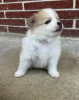 Dima, a male Pomeranian for sale in Winter Haven, FL – 1 of 10