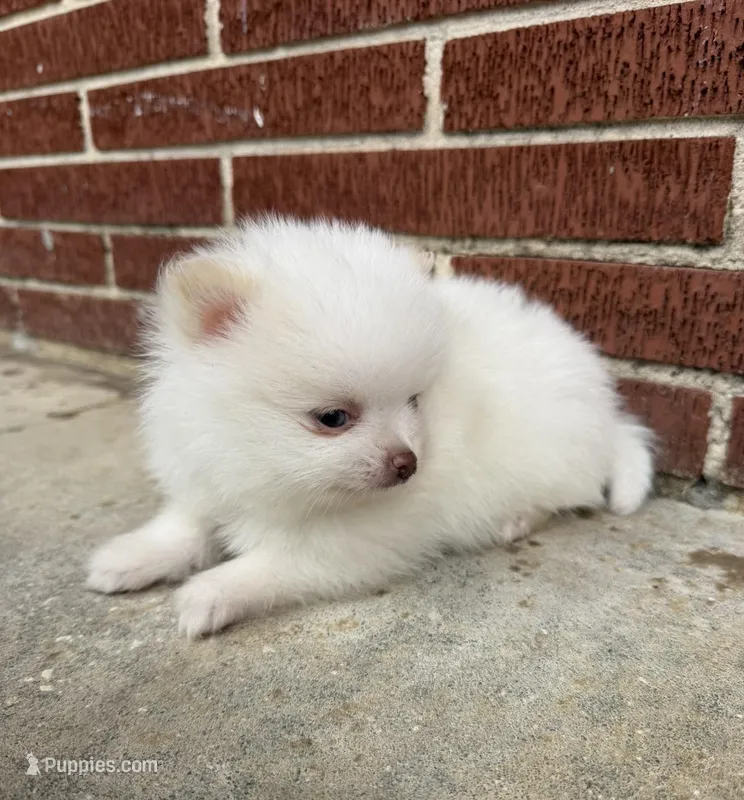 Winter ~Two blue eyes~, a male Pomeranian for sale in Winter Haven, FL – Photo 1 of 10