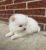 Winter ~Two blue eyes~, a male Pomeranian for sale in Winter Haven, FL – Photo 1 of 10