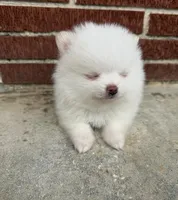 Winter ~Two blue eyes~, a male Pomeranian for sale in Winter Haven, FL – Photo 2 of 10