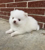 Winter ~Two blue eyes~, a male Pomeranian for sale in Winter Haven, FL – Photo 6 of 10