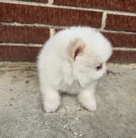 Winter ~Two blue eyes~, a male Pomeranian for sale in Winter Haven, FL – Photo 3 of 10