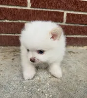 Winter ~Two blue eyes~, a male Pomeranian for sale in Winter Haven, FL – Photo 9 of 10