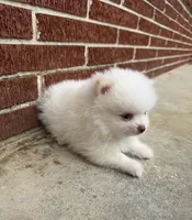 Winter ~Two blue eyes~, a male Pomeranian for sale in Winter Haven, FL – Photo 5 of 10