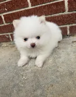 Winter ~Two blue eyes~, a male Pomeranian for sale in Winter Haven, FL – Photo 4 of 10