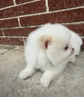 Winter ~Two blue eyes~, a male Pomeranian for sale in Winter Haven, FL – Photo 10 of 10