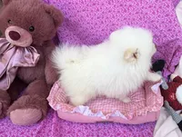 Ana, a female Pomeranian for sale in Winter Haven, FL – 3 of 10