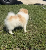 Dima, a male Pomeranian for sale in Winter Haven, FL – 2 of 9