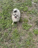 Smokey ~one blue eye, a male Pomeranian for sale in Winter Haven, FL – 3 of 7