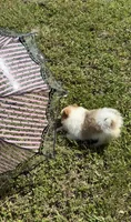 Mila, a female Pomeranian for sale in Winter Haven, FL – 10 of 10