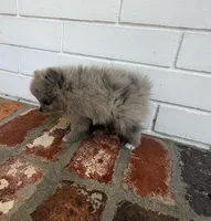 Female Smokey, a female Pomeranian for sale in Winter Haven, FL – Photo 2 of 5