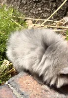 Female Smokey, a female Pomeranian for sale in Winter Haven, FL – Photo 5 of 5