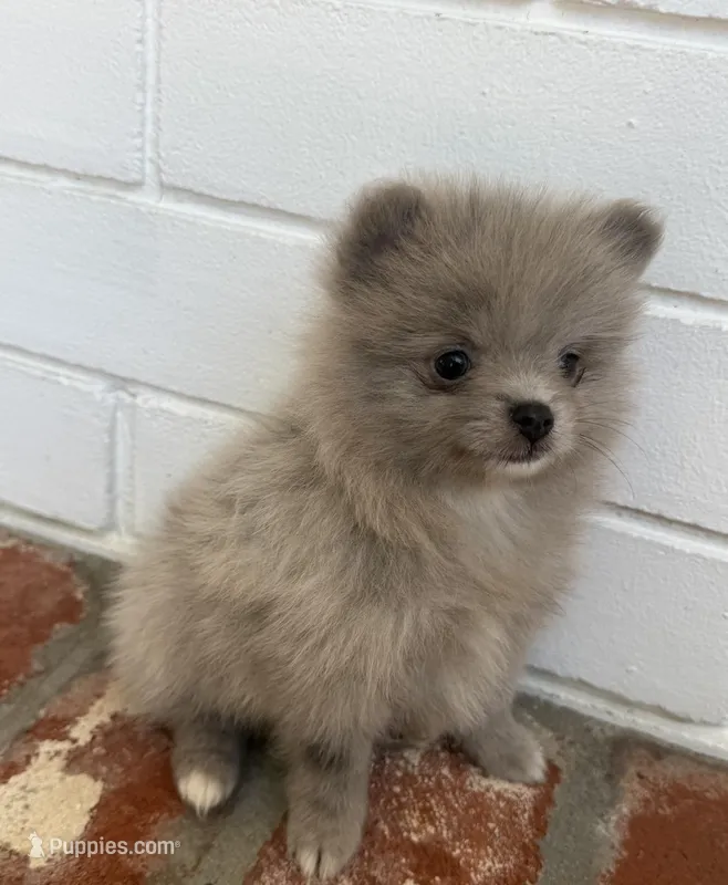 Female Smokey – Pomeranian puppy for sale in Winter Haven, FL