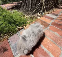 Female Smokey, a female Pomeranian for sale in Winter Haven, FL – Photo 3 of 5