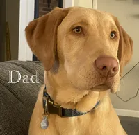 AKC Labrador Retriever, a female Labrador Retriever for sale in Saint Helen, MI – Photo 2 of 3