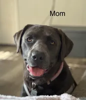 AKC Labrador Retriever, a female Labrador Retriever for sale in Saint Helen, MI – Photo 3 of 3