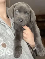 AKC Labrador Retriever, a female Labrador Retriever for sale in Saint Helen, MI – Photo 1 of 3