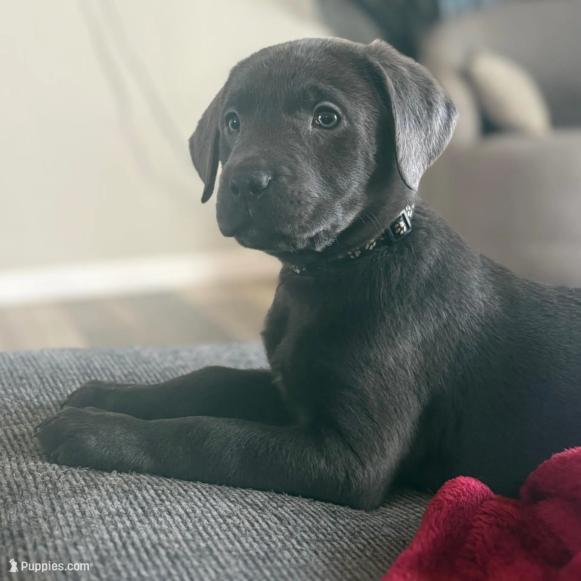 Silver Lab , a female Labrador Retriever for sale in Saint Helen, MI – Photo 4 of 6