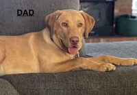 Silver Lab , a female Labrador Retriever for sale in Saint Helen, MI – Photo 6 of 6