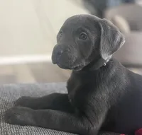 Silver Lab , a female Labrador Retriever for sale in Saint Helen, MI – Photo 2 of 6