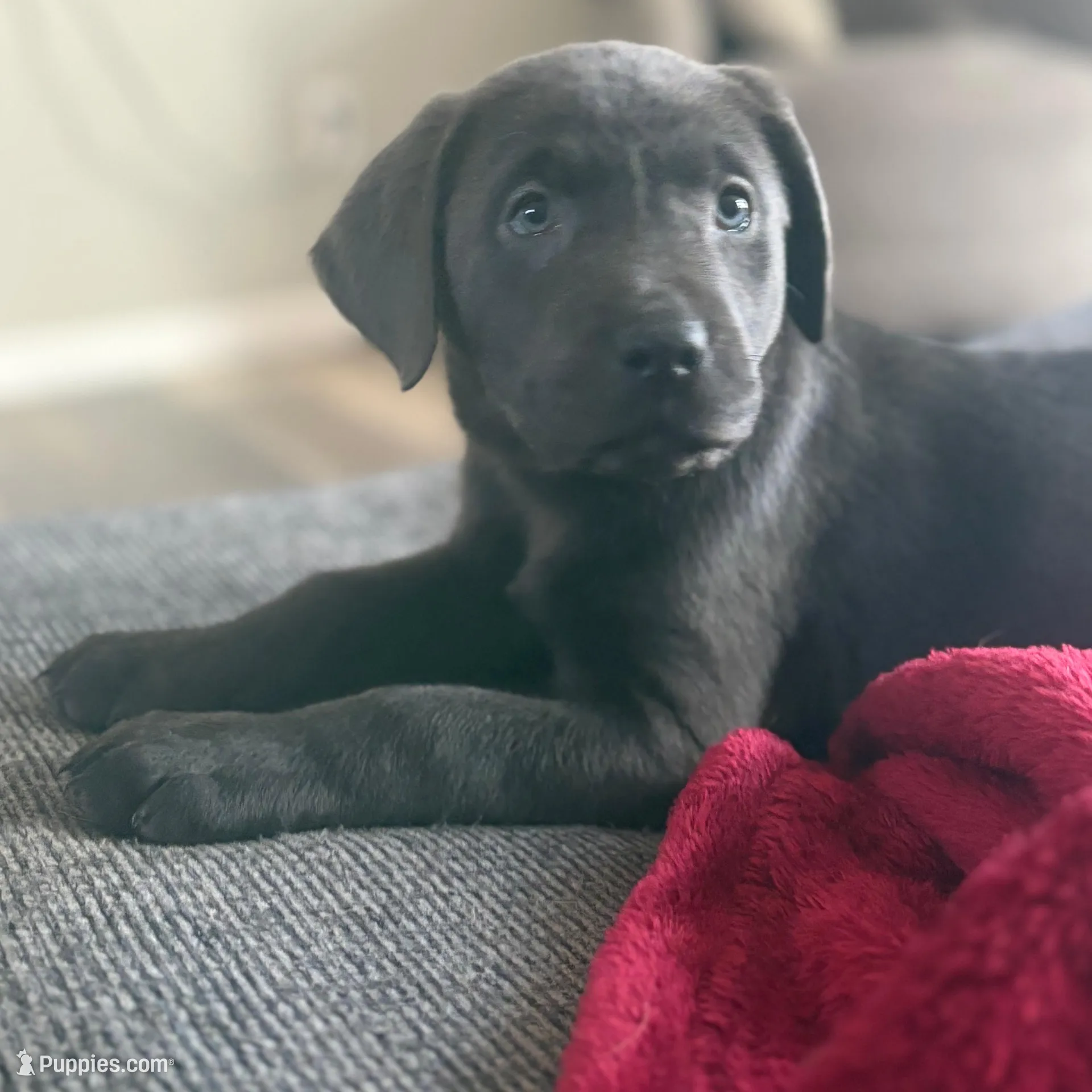 Silver Lab , a female Labrador Retriever for sale in Saint Helen, MI – Photo 3 of 6