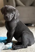 AKC Silver Lab, a female Labrador Retriever for sale in Saint Helen, MI – Photo 3 of 5