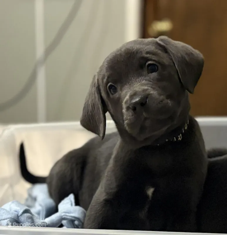AKC Labrador Retriever  – Labrador Retriever puppy for sale in Saint Helen, MI