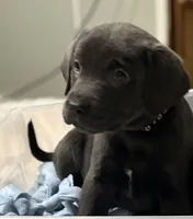 AKC Labrador Retriever , a female Labrador Retriever for sale in Saint Helen, MI – Photo 3 of 5