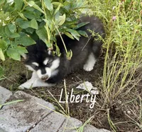 Liberty, a female Alaskan Malamute for sale in Kearney, NE – 5 of 7