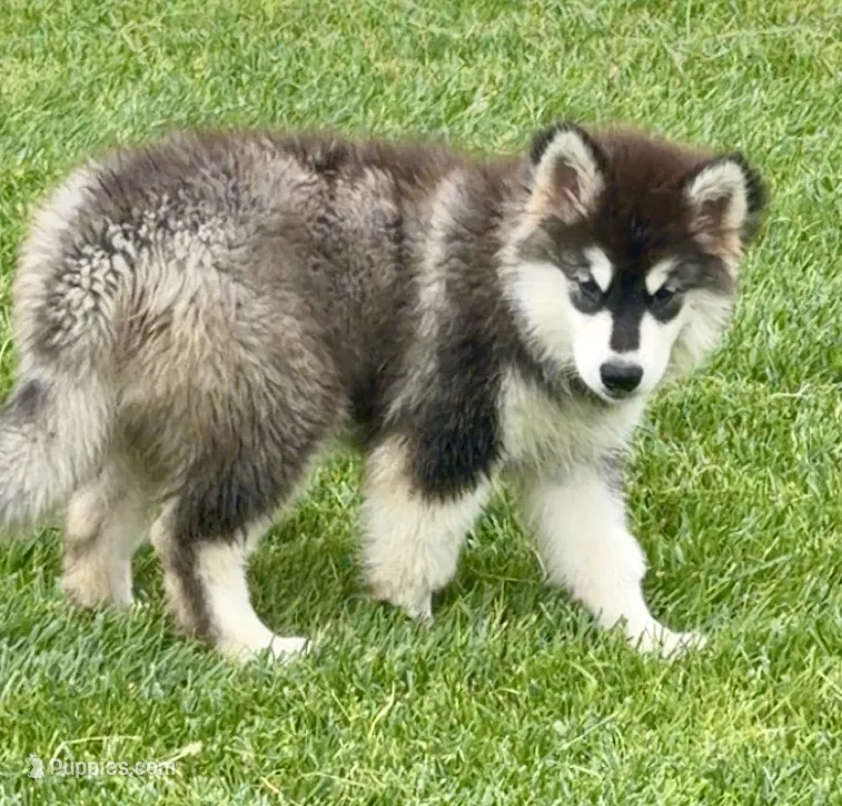 Liberty – Alaskan Malamute puppy for sale in Kearney, NE