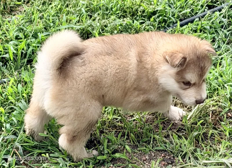Punk – Alaskan Malamute puppy for sale in Kearney, NE