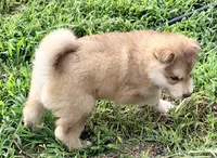 Punk, a male Alaskan Malamute for sale in Kearney, NE – 1 of 2