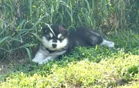 Liberty, a female Alaskan Malamute for sale in Kearney, NE – 1 of 3