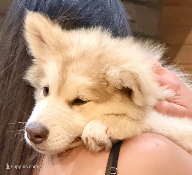 Punk – Alaskan Malamute puppy for sale in Kearney, NE