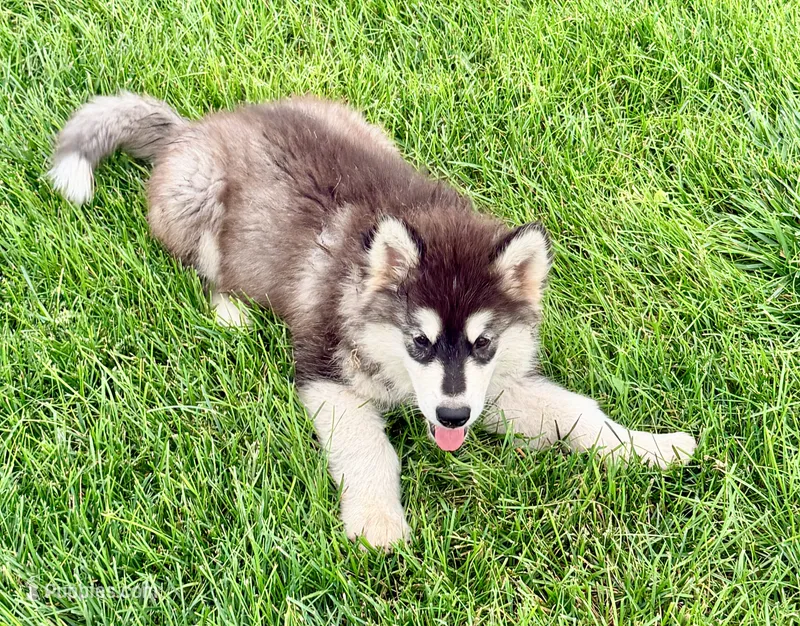 Liberty – Alaskan Malamute puppy for sale in Kearney, NE