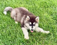 Liberty, a female Alaskan Malamute for sale in Kearney, NE – 1 of 7