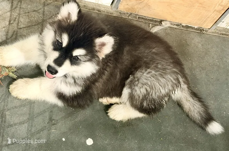 Liberty – Alaskan Malamute puppy for sale in Kearney, NE