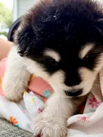 Liberty, a female Alaskan Malamute for sale in Kearney, NE – 2 of 3