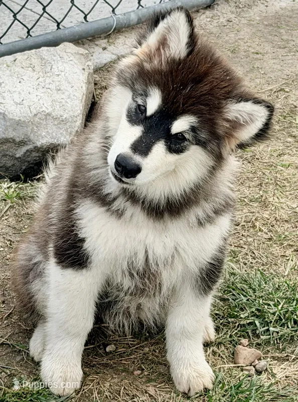 Liberty – Alaskan Malamute puppy for sale in Kearney, NE