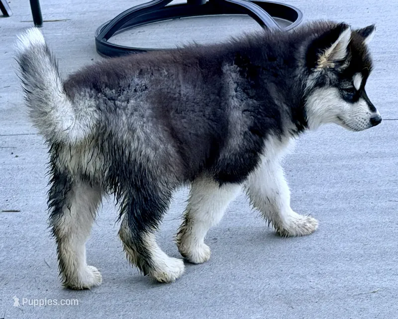 Liberty – Alaskan Malamute puppy for sale in Kearney, NE